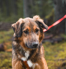 HUNTER, Hund, Mischlingshund in Bulgarien - Bild 3