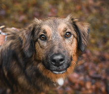 HUNTER, Hund, Mischlingshund in Bulgarien - Bild 4