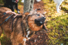 HUNTER, Hund, Mischlingshund in Bulgarien - Bild 6