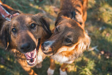 HUNTER, Hund, Mischlingshund in Bulgarien - Bild 7