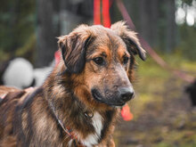 HUNTER, Hund, Mischlingshund in Bulgarien - Bild 8
