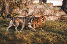 HANNAH, Hund, Mischlingshund in Villingen-Schwenningen - Bild 3