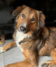 HONEY, Hund, Mischlingshund in Villingen-Schwenningen - Bild 1
