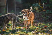 HONEY, Hund, Mischlingshund in Villingen-Schwenningen - Bild 2