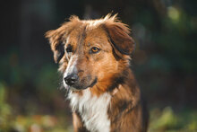 HONEY, Hund, Mischlingshund in Villingen-Schwenningen - Bild 3