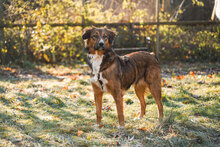 HONEY, Hund, Mischlingshund in Villingen-Schwenningen - Bild 4