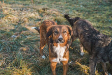 HONEY, Hund, Mischlingshund in Villingen-Schwenningen - Bild 5