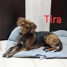 TIRA, Hund, Mischlingshund in Bulgarien - Bild 1