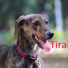 TIRA, Hund, Mischlingshund in Bulgarien - Bild 2