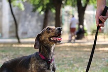 TIRA, Hund, Mischlingshund in Bulgarien - Bild 3