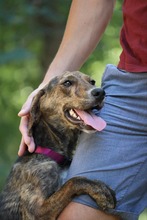 TIRA, Hund, Mischlingshund in Bulgarien - Bild 4