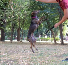 TIRA, Hund, Mischlingshund in Bulgarien - Bild 5