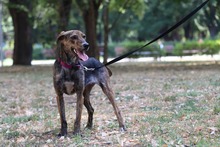 TIRA, Hund, Mischlingshund in Bulgarien - Bild 6