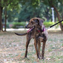 TIRA, Hund, Mischlingshund in Bulgarien - Bild 7