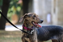 TIRA, Hund, Mischlingshund in Bulgarien - Bild 8
