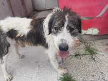 KRISHAN, Hund, Mischlingshund in Rumänien - Bild 2