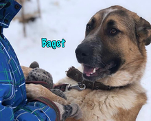 BAGET, Hund, Mischlingshund in Russische Föderation - Bild 1