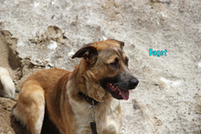 BAGET, Hund, Mischlingshund in Russische Föderation - Bild 10