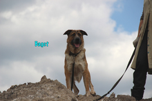 BAGET, Hund, Mischlingshund in Russische Föderation - Bild 11