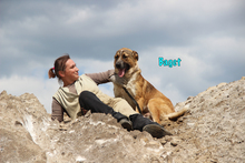 BAGET, Hund, Mischlingshund in Russische Föderation - Bild 12