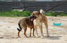 BAGET, Hund, Mischlingshund in Russische Föderation - Bild 13