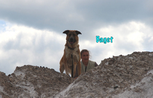 BAGET, Hund, Mischlingshund in Russische Föderation - Bild 14