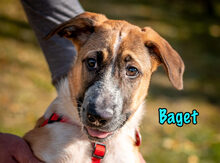 BAGET, Hund, Mischlingshund in Russische Föderation - Bild 15