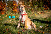 BAGET, Hund, Mischlingshund in Russische Föderation - Bild 16
