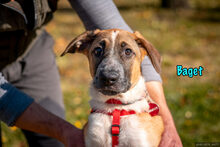 BAGET, Hund, Mischlingshund in Russische Föderation - Bild 18