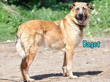 BAGET, Hund, Mischlingshund in Russische Föderation - Bild 2