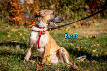 BAGET, Hund, Mischlingshund in Russische Föderation - Bild 22