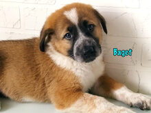 BAGET, Hund, Mischlingshund in Russische Föderation - Bild 24