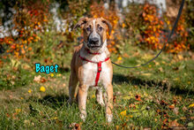 BAGET, Hund, Mischlingshund in Russische Föderation - Bild 25