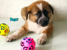 BAGET, Hund, Mischlingshund in Russische Föderation - Bild 26