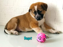 BAGET, Hund, Mischlingshund in Russische Föderation - Bild 27