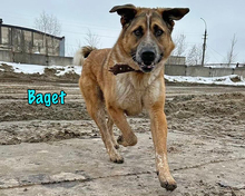 BAGET, Hund, Mischlingshund in Russische Föderation - Bild 3