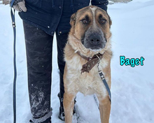 BAGET, Hund, Mischlingshund in Russische Föderation - Bild 4