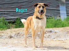 BAGET, Hund, Mischlingshund in Russische Föderation - Bild 5