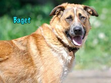 BAGET, Hund, Mischlingshund in Russische Föderation - Bild 8