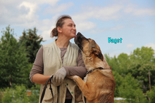 BAGET, Hund, Mischlingshund in Russische Föderation - Bild 9