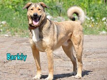BARKLY, Hund, Mischlingshund in Russische Föderation - Bild 1