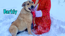 BARKLY, Hund, Mischlingshund in Russische Föderation - Bild 10