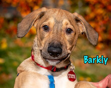 BARKLY, Hund, Mischlingshund in Russische Föderation - Bild 11