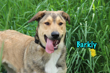 BARKLY, Hund, Mischlingshund in Russische Föderation - Bild 12