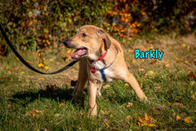 BARKLY, Hund, Mischlingshund in Russische Föderation - Bild 15