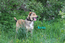 BARKLY, Hund, Mischlingshund in Russische Föderation - Bild 17
