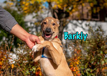 BARKLY, Hund, Mischlingshund in Russische Föderation - Bild 21