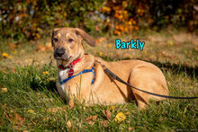 BARKLY, Hund, Mischlingshund in Russische Föderation - Bild 23