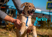 BARKLY, Hund, Mischlingshund in Russische Föderation - Bild 25