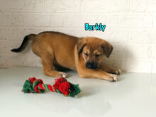 BARKLY, Hund, Mischlingshund in Russische Föderation - Bild 28